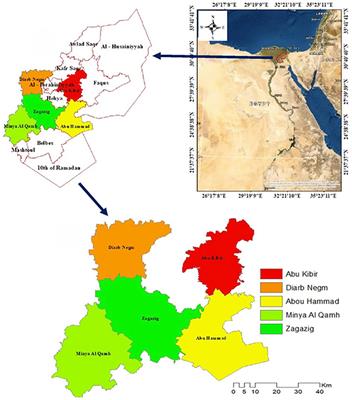 Seroprevalence and risk factors of tropical theileriosis in smallholder asymptomatic large ruminants in Egypt